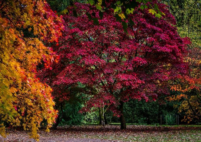Autumn Trees And Foilage Print